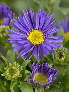 Aster alpinus 'Dunkle Schöne' geen maat specificatie 0,55L/P9cm - afbeelding 3