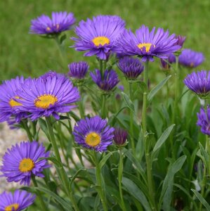 Aster alpinus 'Dunkle Schöne' geen maat specificatie 0,55L/P9cm - afbeelding 4