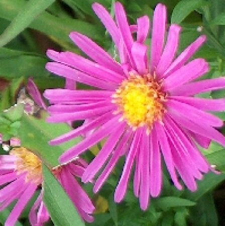 Aster (D) 'Alice Haslam' geen maat specificatie 0,55L/P9cm - afbeelding 1