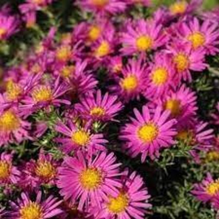 Aster (D) 'Alice Haslam' geen maat specificatie 0,55L/P9cm - afbeelding 2