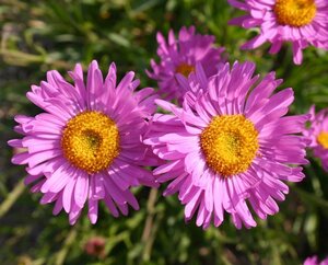 Aster alpinus 'Happy End' geen maat specificatie 0,55L/P9cm - afbeelding 4