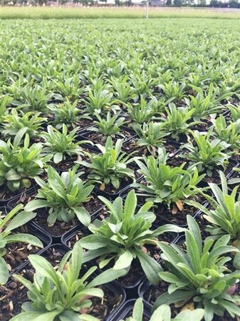 Aster alpinus 'Happy End' geen maat specificatie 0,55L/P9cm - afbeelding 1