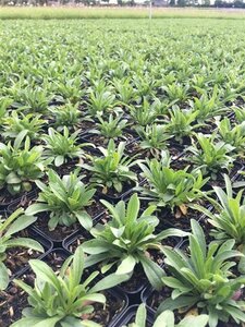Aster alpinus 'Happy End' geen maat specificatie 0,55L/P9cm