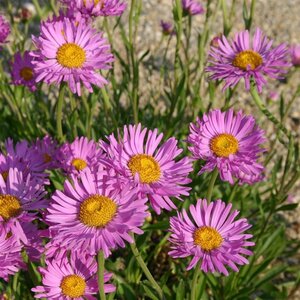 Aster alpinus 'Happy End' geen maat specificatie 0,55L/P9cm - afbeelding 5