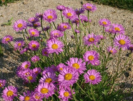 Aster alpinus 'Happy End' geen maat specificatie 0,55L/P9cm - afbeelding 6