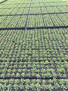 Aster alpinus 'Happy End' geen maat specificatie 0,55L/P9cm - afbeelding 2