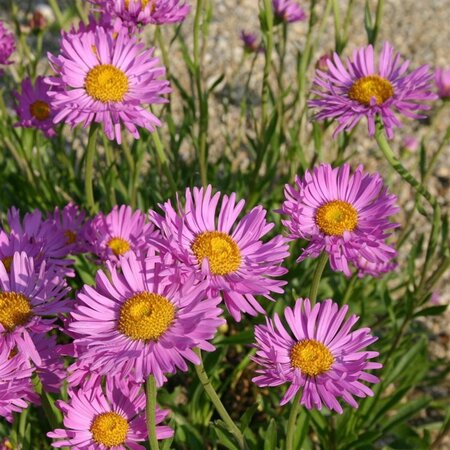 Aster alpinus 'Happy End' geen maat specificatie 0,55L/P9cm - image 4