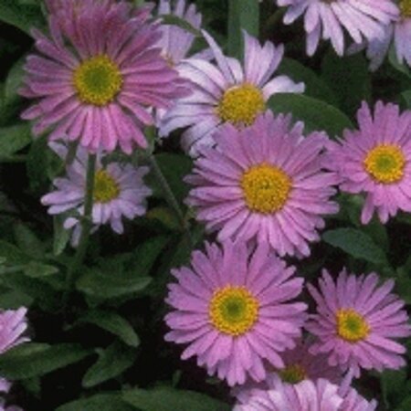 Aster alpinus 'Happy End' geen maat specificatie 0,55L/P9cm - image 6
