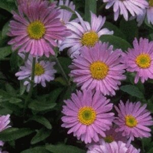 Aster alpinus 'Happy End' geen maat specificatie 0,55L/P9cm - image 6