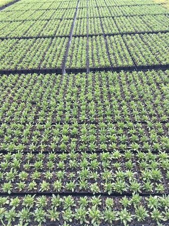 Aster alpinus 'Happy End' geen maat specificatie 0,55L/P9cm - image 2