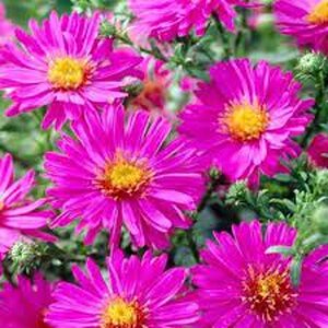 Aster (D) 'Anneke' geen maat specificatie 0,55L/P9cm - afbeelding 2