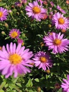 Aster (D) 'Anneke' geen maat specificatie 0,55L/P9cm