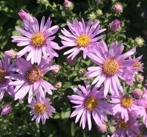 Aster amellus 'Rosa Erfüllung' geen maat specificatie 0,55L/P9cm - afbeelding 1