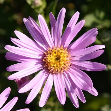 Aster amellus 'Rosa Erfüllung' geen maat specificatie 0,55L/P9cm - afbeelding 2