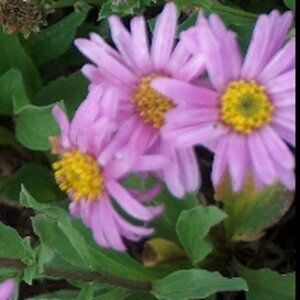 Aster amellus 'Rosa Erfüllung' geen maat specificatie 0,55L/P9cm - afbeelding 3