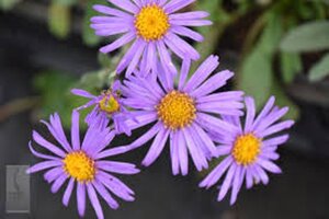 Aster amellus 'Rudolf Goethe' geen maat specificatie 0,55L/P9cm - afbeelding 2