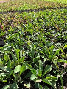 Aster amellus 'Rudolf Goethe' geen maat specificatie 0,55L/P9cm