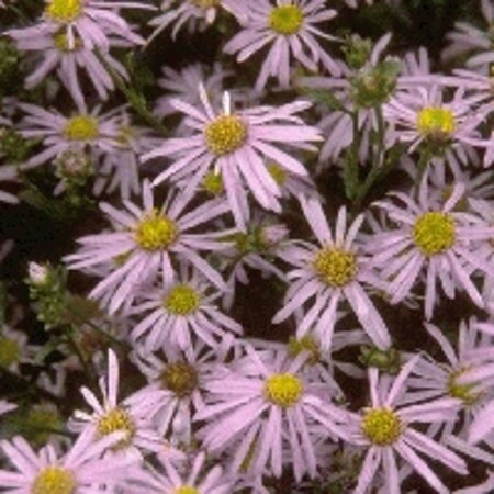 Aster amellus 'Rudolf Goethe' geen maat specificatie 0,55L/P9cm - afbeelding 3