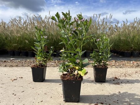 Aster ageratoides 'Stardust' geen maat specificatie 0,55L/P9cm - afbeelding 1