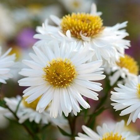 Aster ageratoides 'Starshine' geen maat specificatie 0,55L/P9cm - afbeelding 1