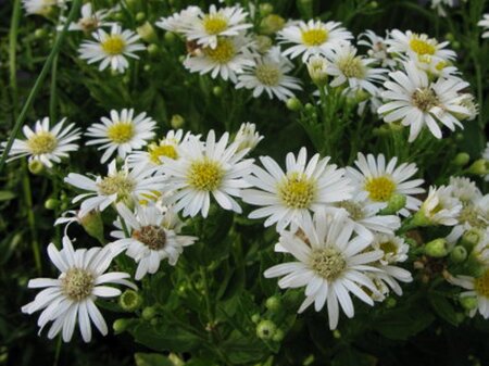 Aster ageratoides 'Starshine' geen maat specificatie 0,55L/P9cm - afbeelding 2