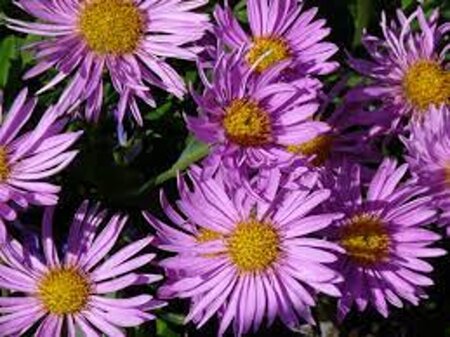 Aster 'Barbados' geen maat specificatie 0,55L/P9cm - afbeelding 1