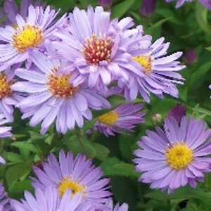 Aster 'Barbados' geen maat specificatie 0,55L/P9cm - afbeelding 2