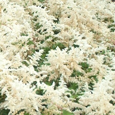 Astilbe (A) 'Brautschleier' geen maat specificatie 0,55L/P9cm - afbeelding 1