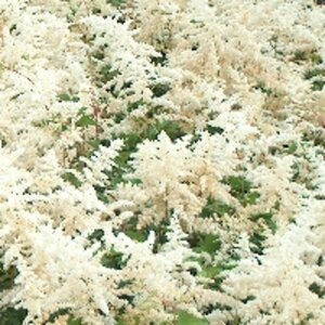 Astilbe (A) 'Brautschleier' geen maat specificatie 0,55L/P9cm