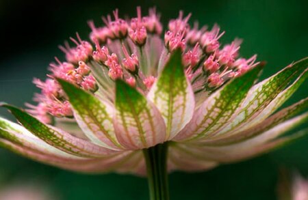 Astrantia 'Buckland' geen maat specificatie 0,55L/P9cm - afbeelding 2