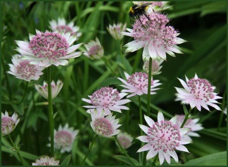 Astrantia 'Buckland' geen maat specificatie 0,55L/P9cm - afbeelding 3