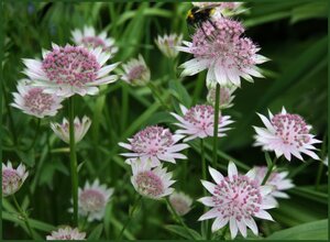 Astrantia 'Buckland' geen maat specificatie 0,55L/P9cm - afbeelding 3