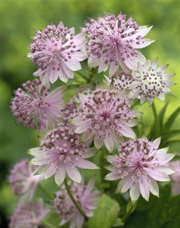 Astrantia 'Buckland' geen maat specificatie 0,55L/P9cm - afbeelding 4