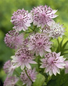 Astrantia 'Buckland' geen maat specificatie 0,55L/P9cm - afbeelding 4