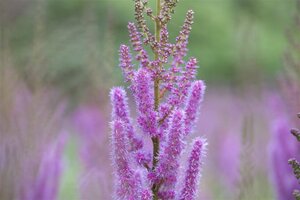 Astilbe c. 'Pumila' geen maat specificatie 0,55L/P9cm