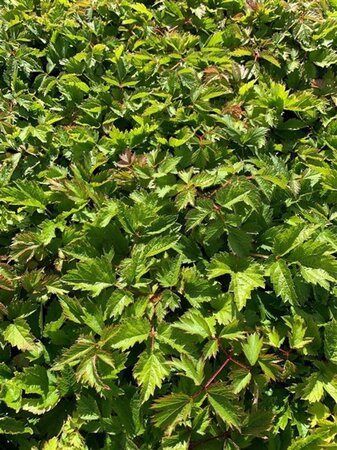 Astilbe c. 'Pumila' geen maat specificatie 0,55L/P9cm - afbeelding 2