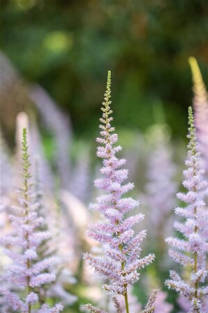 Astilbe c. 'Pumila' geen maat specificatie 0,55L/P9cm - afbeelding 11