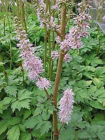Astilbe c. 'Pumila' geen maat specificatie 0,55L/P9cm - afbeelding 10