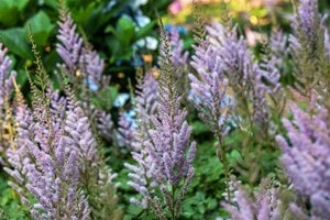 Astilbe c. 'Pumila' geen maat specificatie 0,55L/P9cm - afbeelding 8