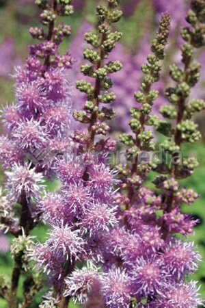 Astilbe c. 'Pumila' geen maat specificatie 0,55L/P9cm - afbeelding 3