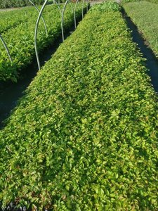 Astilbe c. 'Pumila' geen maat specificatie 0,55L/P9cm - afbeelding 12