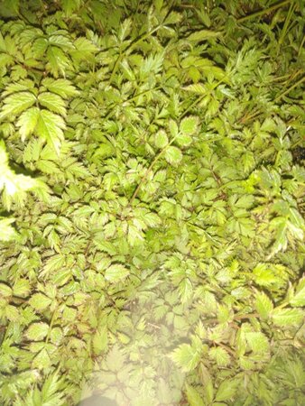 Astilbe c. 'Pumila' geen maat specificatie 0,55L/P9cm - afbeelding 7