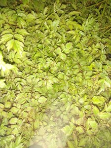 Astilbe c. 'Pumila' geen maat specificatie 0,55L/P9cm - afbeelding 7