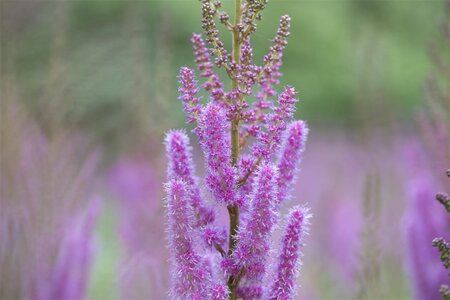 Astilbe c. 'Pumila' geen maat specificatie 0,55L/P9cm - image 1