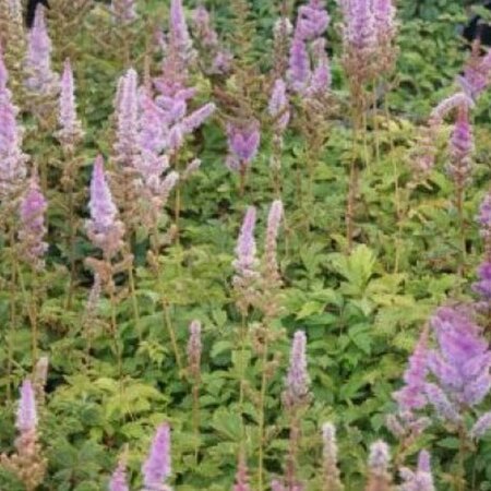 Astilbe c. 'Pumila' geen maat specificatie 0,55L/P9cm - image 2