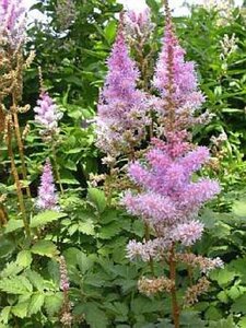 Astilbe c. 'Pumila' geen maat specificatie 0,55L/P9cm - image 7