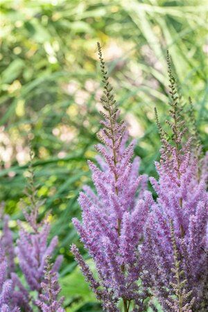Astilbe c. 'Pumila' geen maat specificatie 0,55L/P9cm - image 4