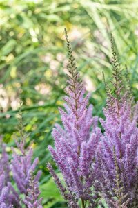 Astilbe c. 'Pumila' geen maat specificatie 0,55L/P9cm - image 4
