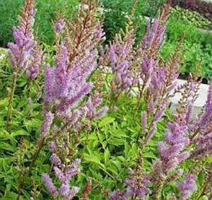 Astilbe c. 'Pumila' geen maat specificatie 0,55L/P9cm - image 3