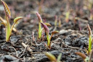 Aster cordifolius 'Silver Spray' geen maat specificatie 0,55L/P9cm